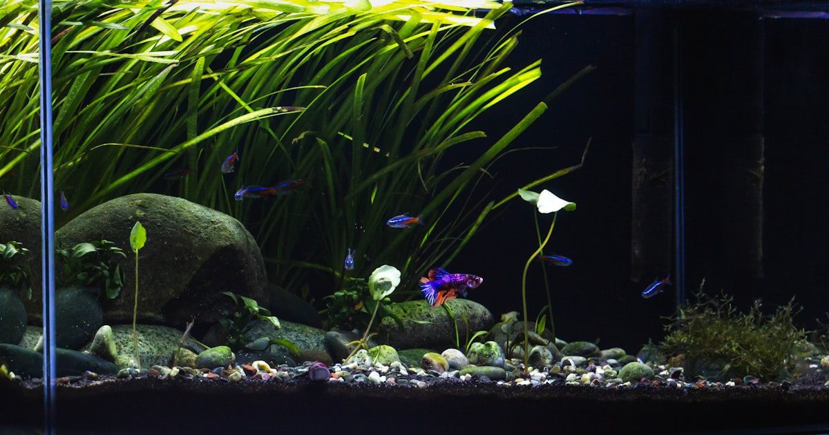 Best Aquascaping Services in Singapore (2026)