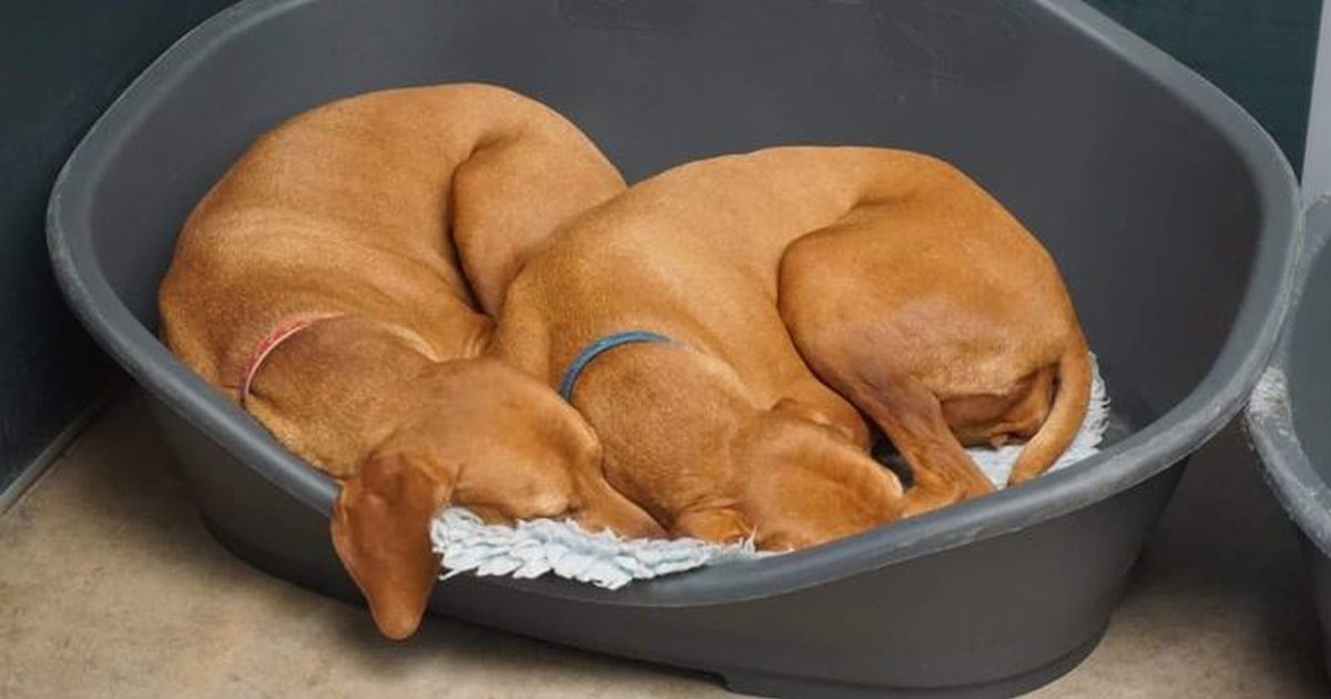 Best Dog Hotels & Boarding in Singapore: How to Choose