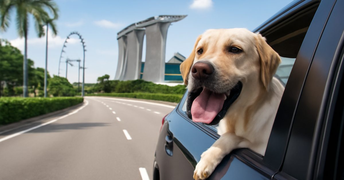 Best Pet Taxi Services in Singapore (2026 Guide)