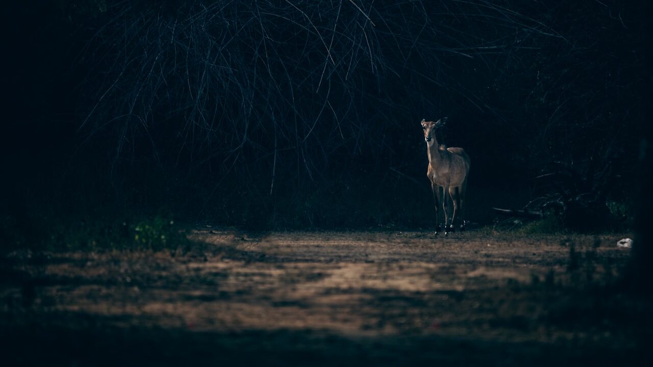 Night Safari