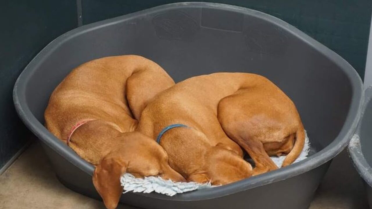 Pet Boarding & Daycare Rates in Singapore (2026)
