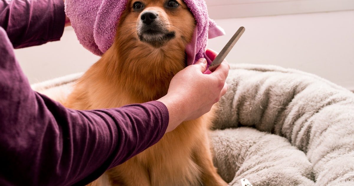 Pet Services in Singapore: The Complete Guide