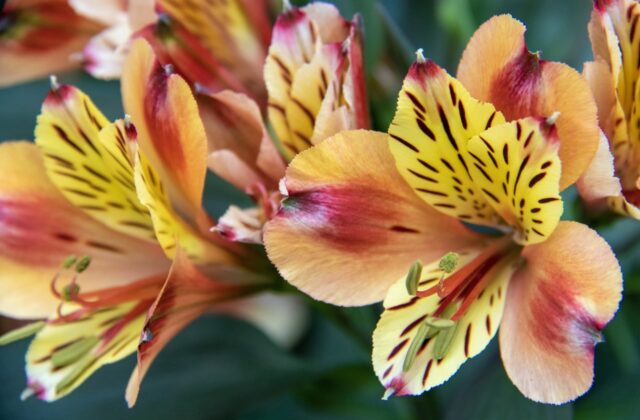 Singapore Botanic Gardens