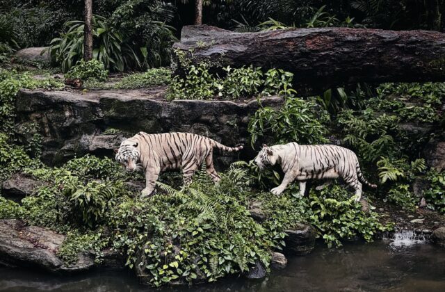 Singapore Zoo